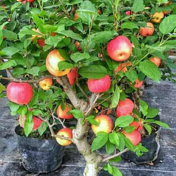 mar columnar de toamna
