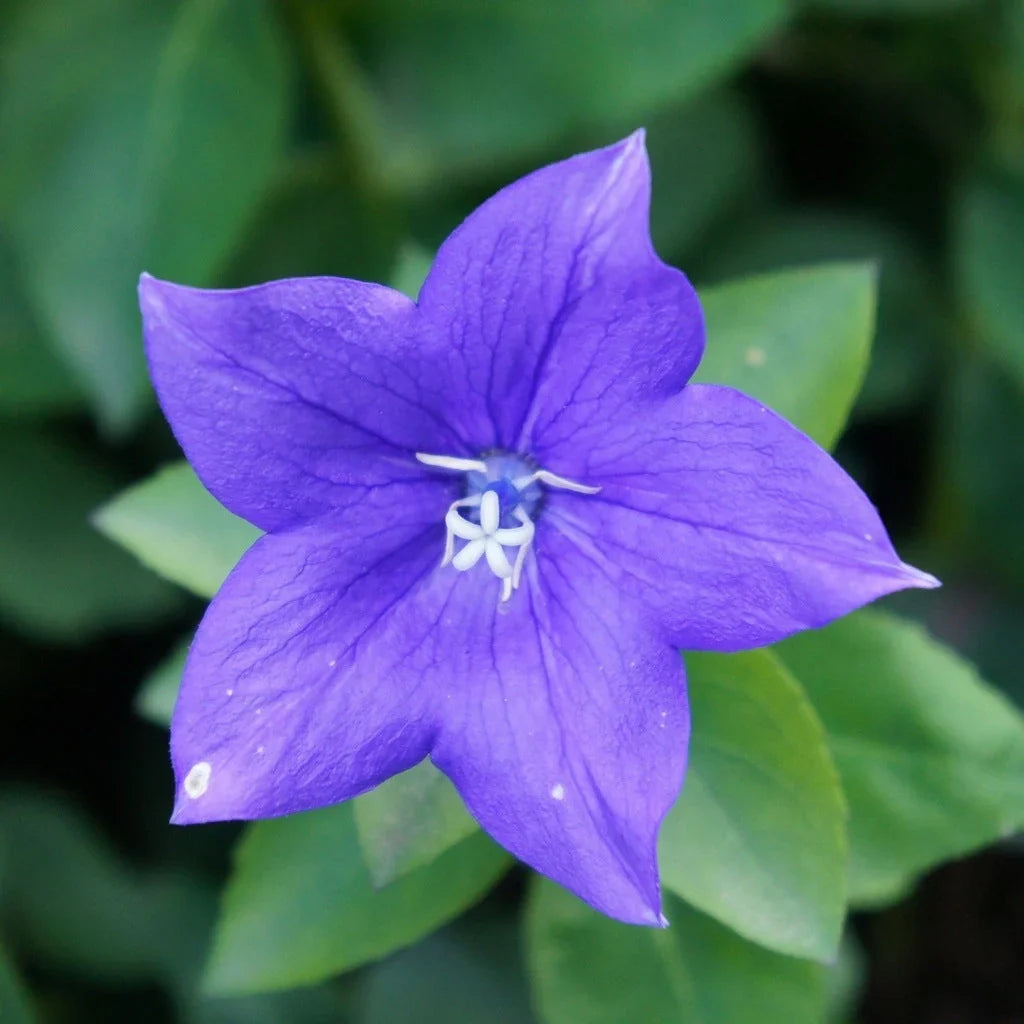 Floarea Balon ”Platycodon Mariesii”,  2 bucăți