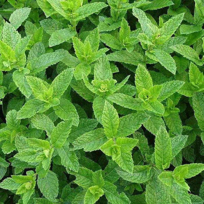 Menta "Morocan"