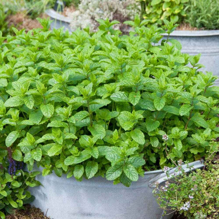 Menta "Morocan"