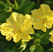 mirabilis galben