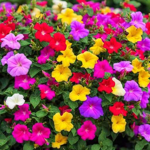 mirabilis jalapa mixt