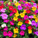 mirabilis jalapa mixt