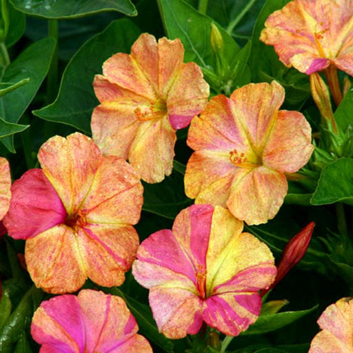 mirabilis portocaliu