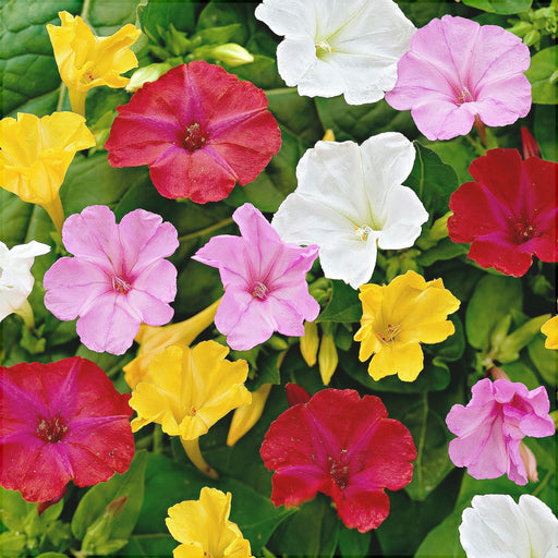 mirabilis mixt la ghiveci