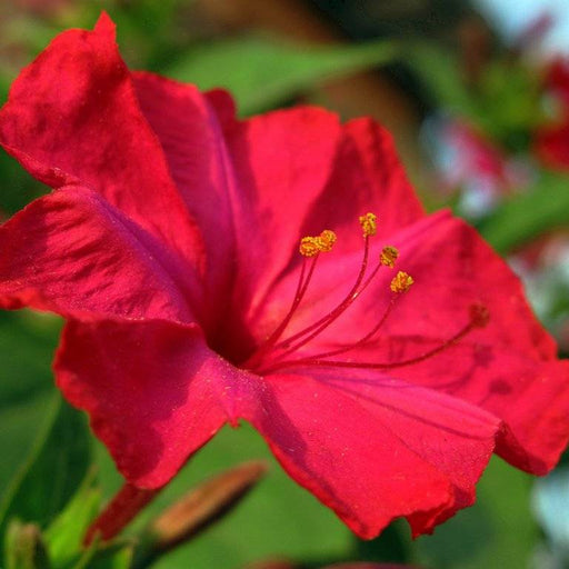 mirabilis rosu