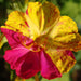 mirabilis roz satirat