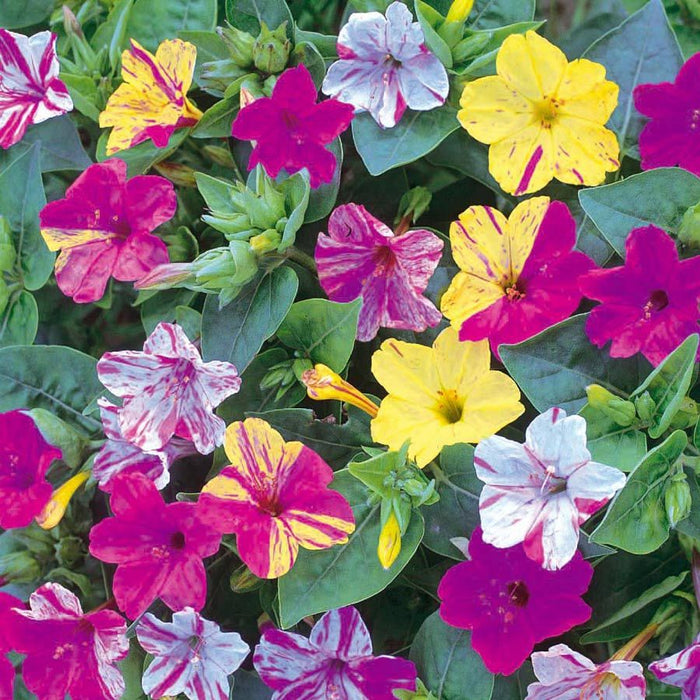 Mirabilis Mixt la ghiveci , 5 bucati