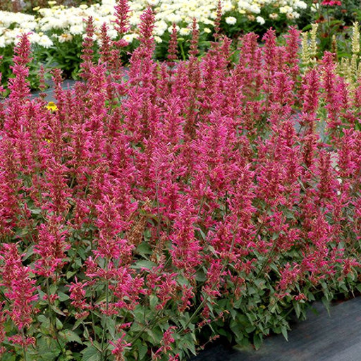 Menta Colibri , Agastache Morello , 1 bucata la ghiveci