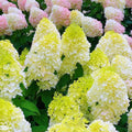 Hortensia "Mundane Sun"