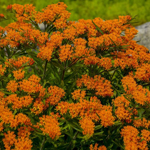 Planta Fluture , Asclepias Orange , 1 bucata
