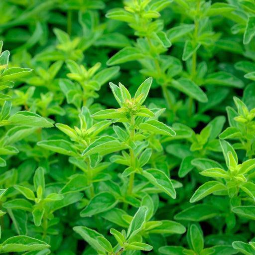 Oregano
