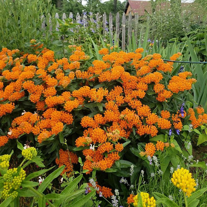 Planta Fluture , Asclepias Orange , 1 bucata