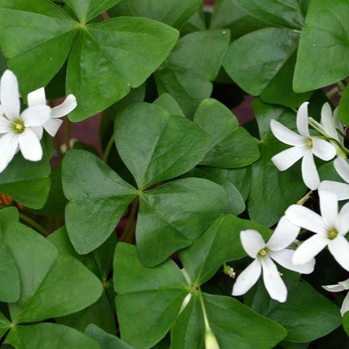 Bulbi de Oxalis "Regnellii", Trifoi Ornamental, 10 Bucăți
