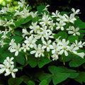Bulbi de Oxalis "Regnellii", Trifoi Ornamental, 10 Bucăți