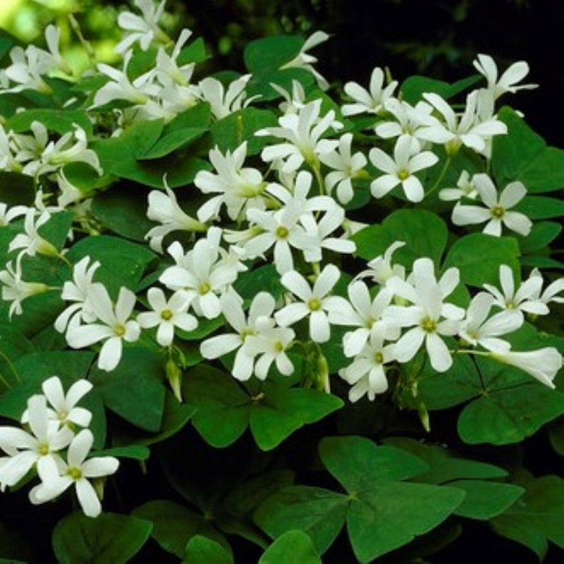 Bulbi de Oxalis "Regnellii", Trifoi Ornamental, 10 Bucăți