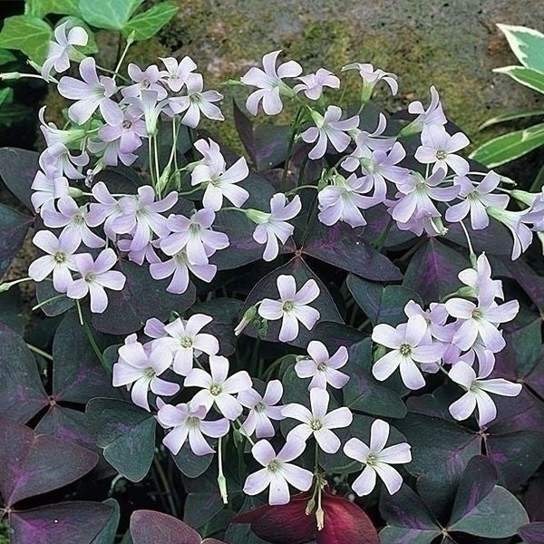 Bulbi de Oxalis "Triangularis", Trifoi Ornamental, 10 Bucăți
