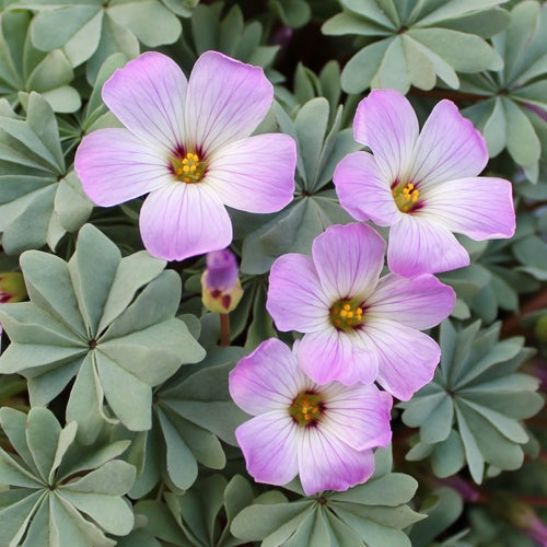 Bulbi de Oxalis "Adenophylla", Trifoi Ornamental, 10 Bucăți