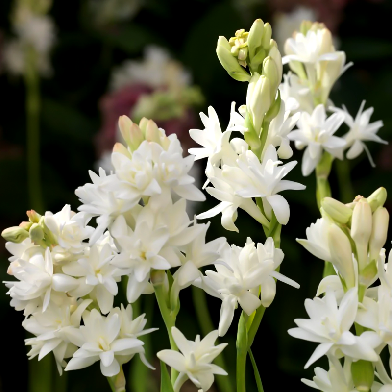 Bulbi de Tuberoza "The Pearl", 2 Bucati