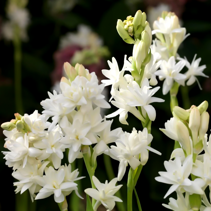 Bulbi de Tuberoza "The Pearl", 2 Bucati