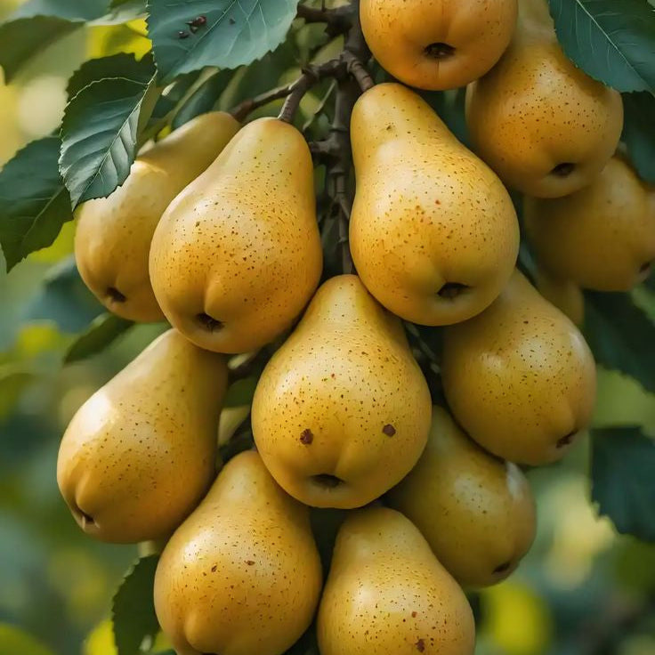 par de vara columnar 