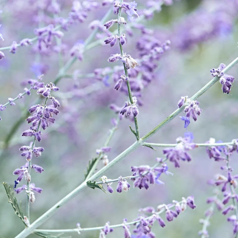 Salvie Ruseasca "Blue Spire"