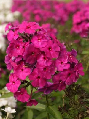 Bulbi de Phlox "Nicky I" (Brumarele), 2 Bucăți