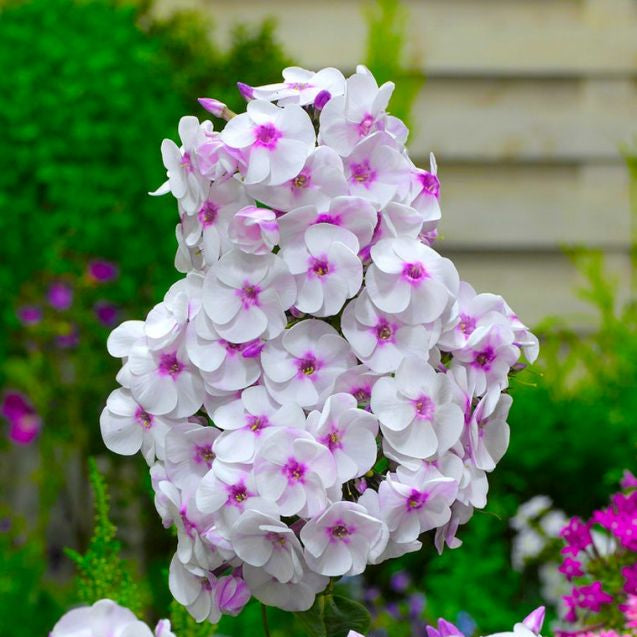 Bulbi de Phlox "Europe I", Brumarele, 1 Bucata
