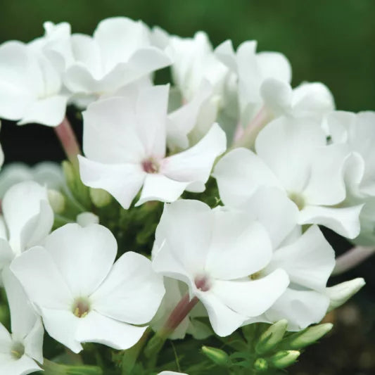Bulbi de Phlox "Paniculata", Alb, 2 Bucăți