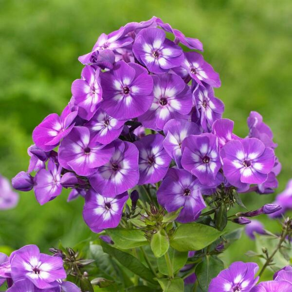 Bulbi de Phlox "Laura I" (Brumarele), 2 Bucăți