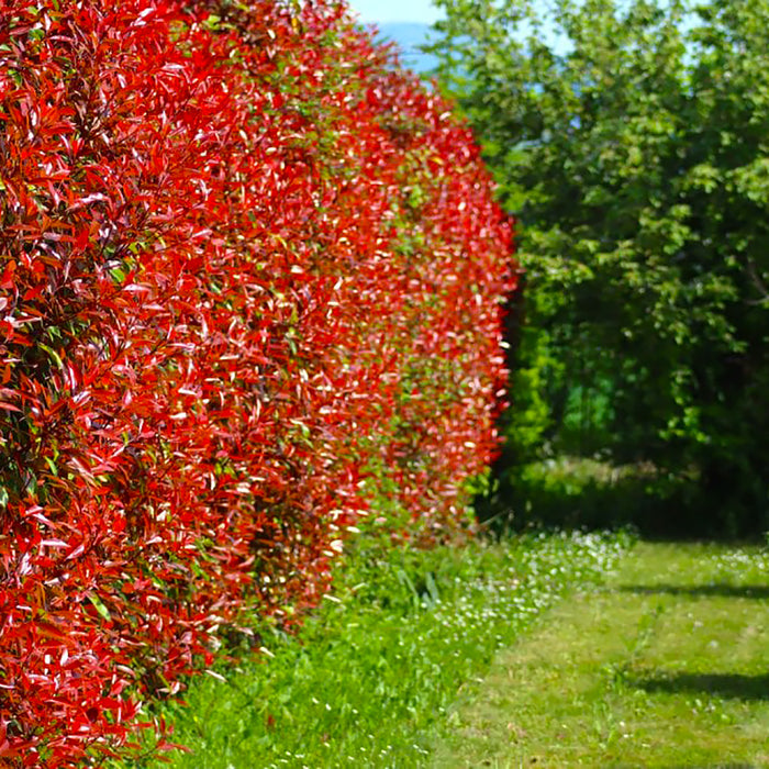 Photinia 'Red Robin'