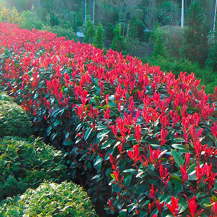 Photinia 'Red Robin'