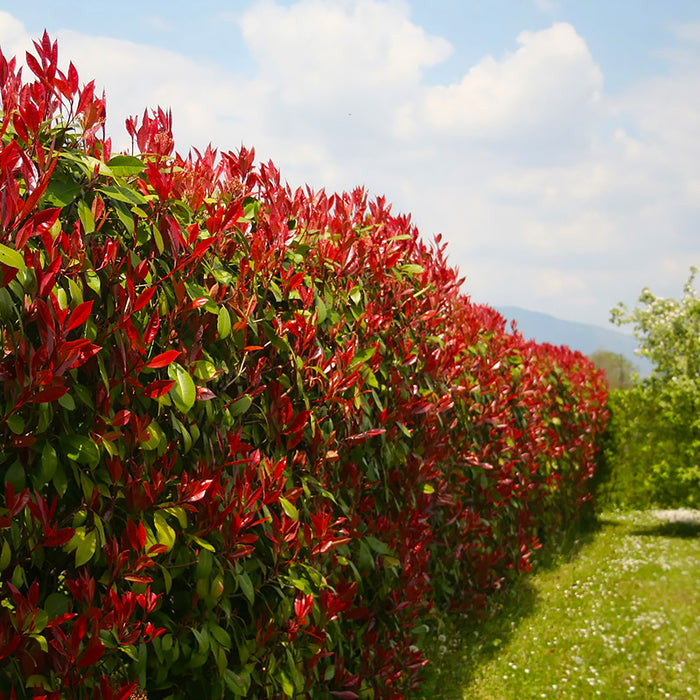 Photinia 'Red Robin'