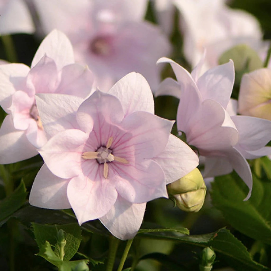 Floarea Balon ”Platycodon Shell Pink”,  2 bucăți