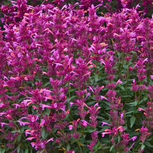 Menta Colibri , Agastache Pink , 1 bucata la ghiveci