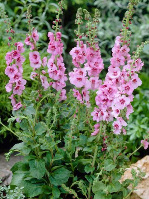 Lumanarica ''Verbascum Pink Domino''