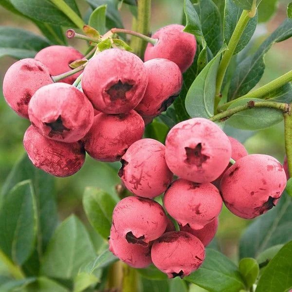 Afin "Pink Lemonade" la ghiveci