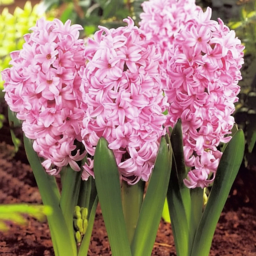 Bulbi de zambile Pink Surprise roz intens, flori parfumate