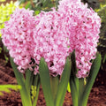 Bulbi de zambile Pink Surprise roz intens, flori parfumate