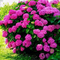 Hortensia "Pinkish Confession"