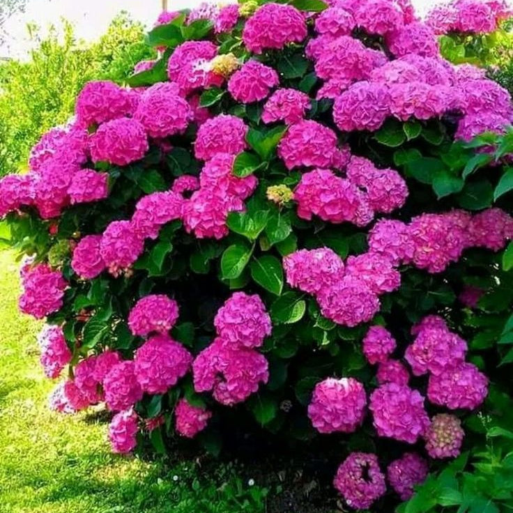 Hortensia "Pinkish Confession"