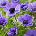 Bulbi de Anemone "Mr Fokker Coronaria" 10 bucati
