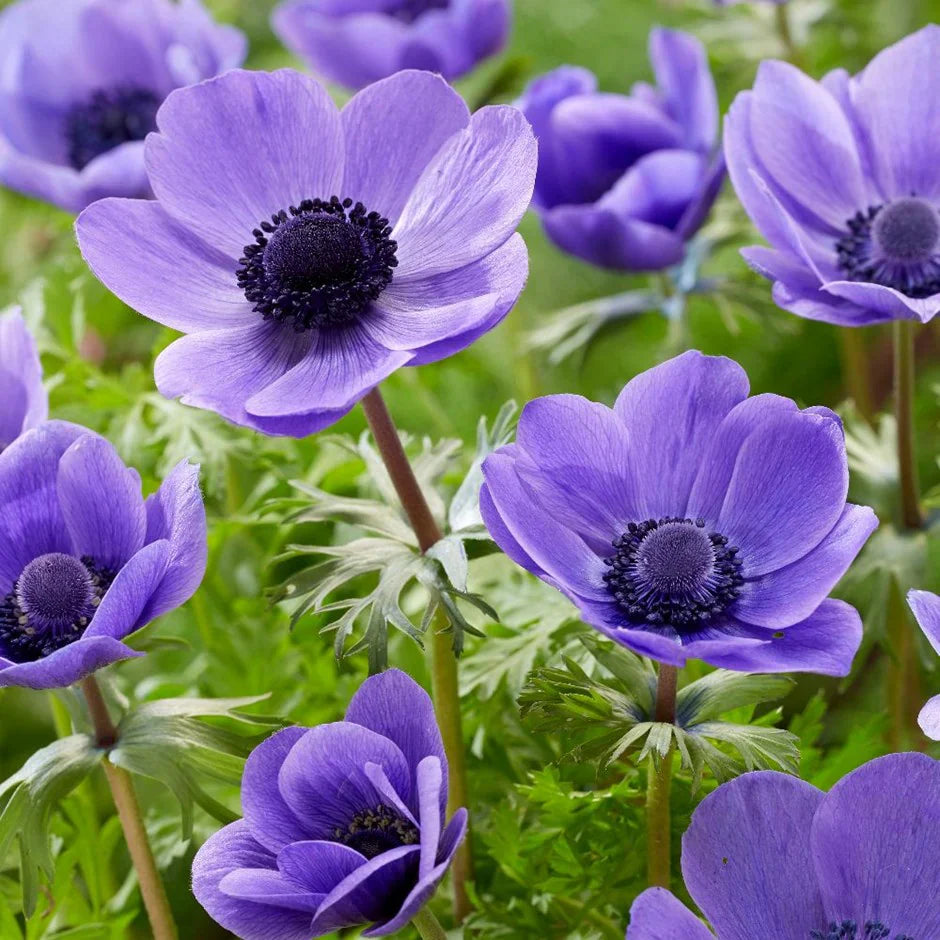 Bulbi de Anemone "Mr Fokker Coronaria" 10 bucati