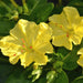 plante ornamentale 