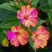 plante ornamentale 