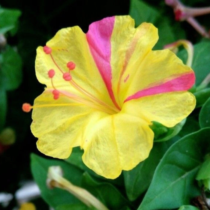 plante ornamentale 