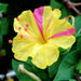 plante ornamentale 