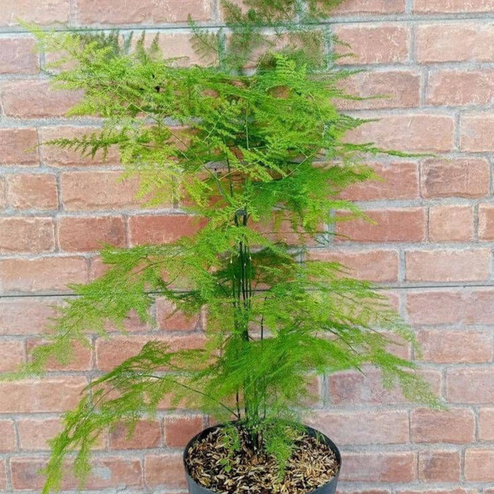 Plante Ornamentale - Asparagus - Ghiveci