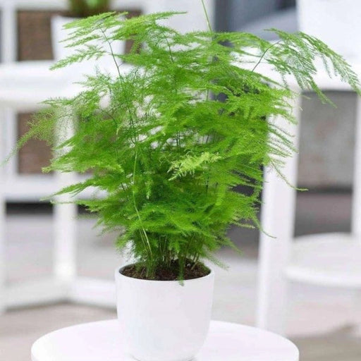 Plante Ornamentale - Asparagus - Ghiveci