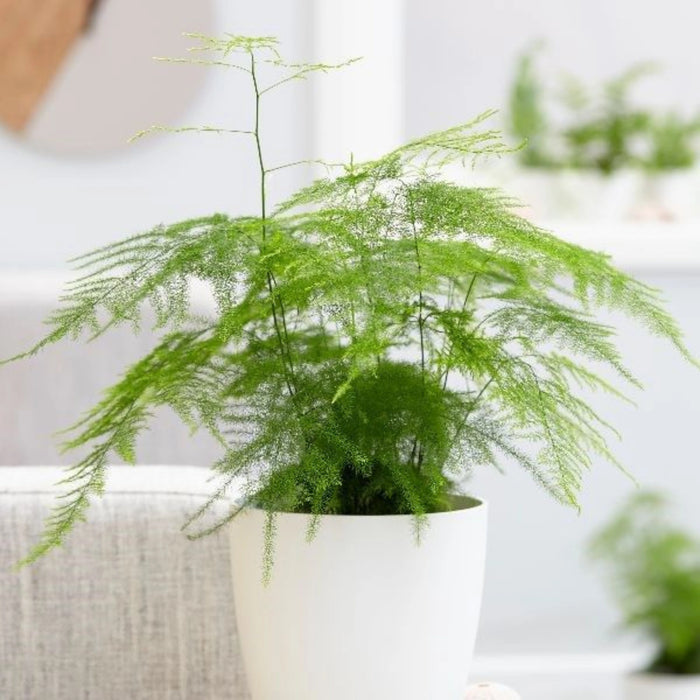 Plante Ornamentale - Asparagus - Ghiveci